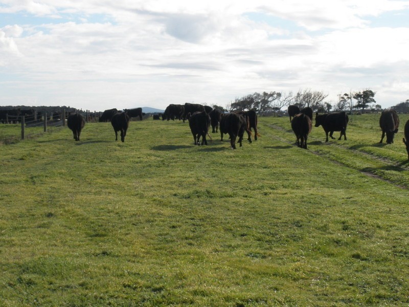 2261 Memana Road, Memana, Flinders Island TAS 7255