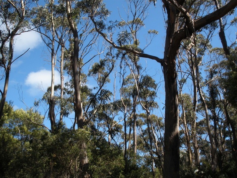 2186638 Boat Harbour Road, Killiecrankie, Flinders Island TAS 7255