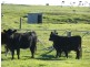 Lot 84 Memana, Flinders Island TAS 7255
