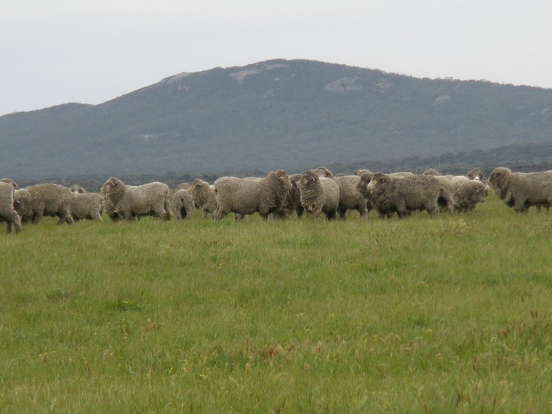 Lot 37 Summers Road, Lackrana, Flinders Island TAS 7255