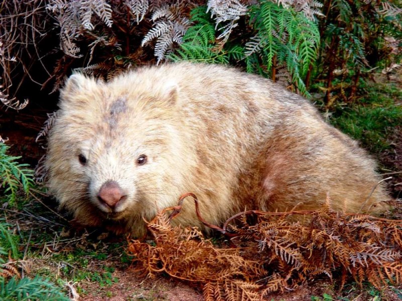 Palana Road, Palana, Flinders Island TAS 7255