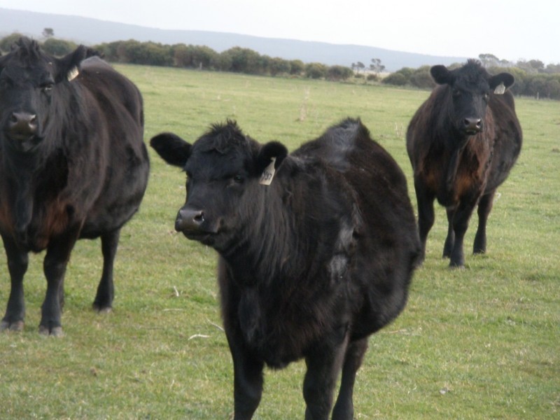 1399 Fairhaven Road, Memana, Flinders Island TAS 7255