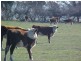 1455 Memana Road, Flinders Island TAS 7255