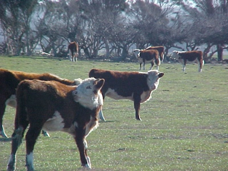 1455 Memana Road, Flinders Island TAS 7255