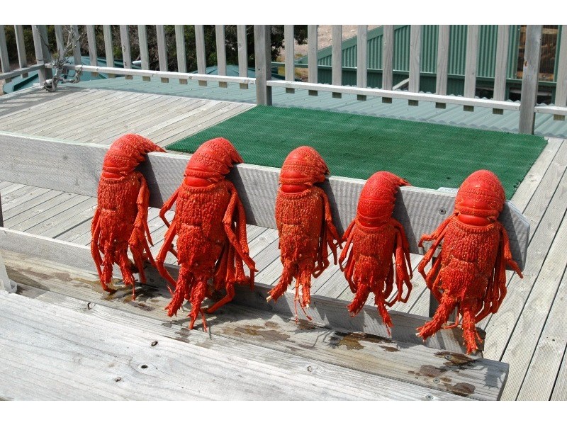 693 West End Road, West End, Flinders Island TAS 7255