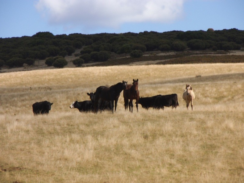 27667/2 Palana Road, Palana, Flinders Island TAS 7255
