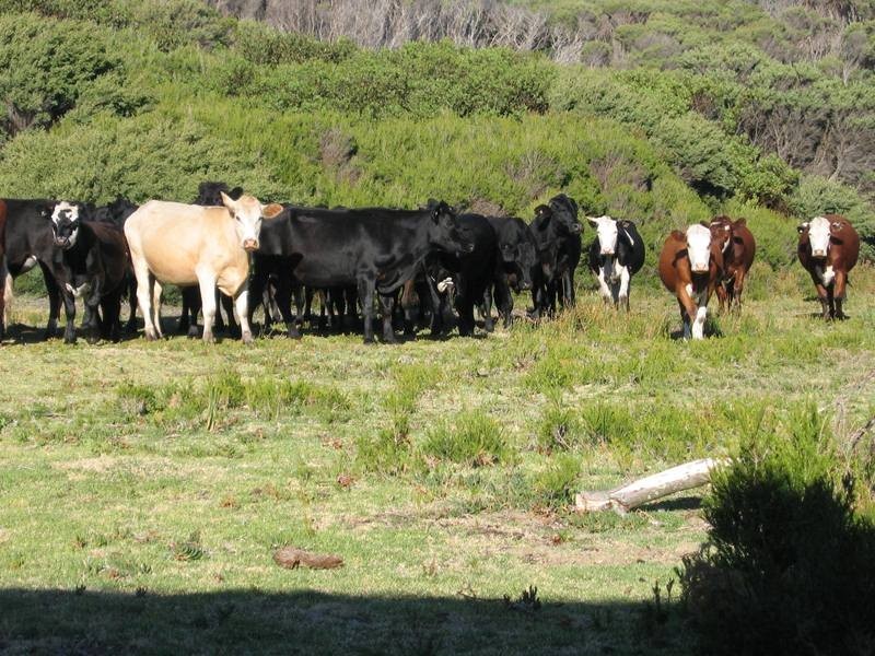 . Passage Island, Flinders Island TAS 7255