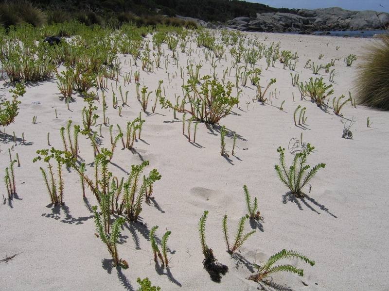 . Passage Island, Flinders Island TAS 7255
