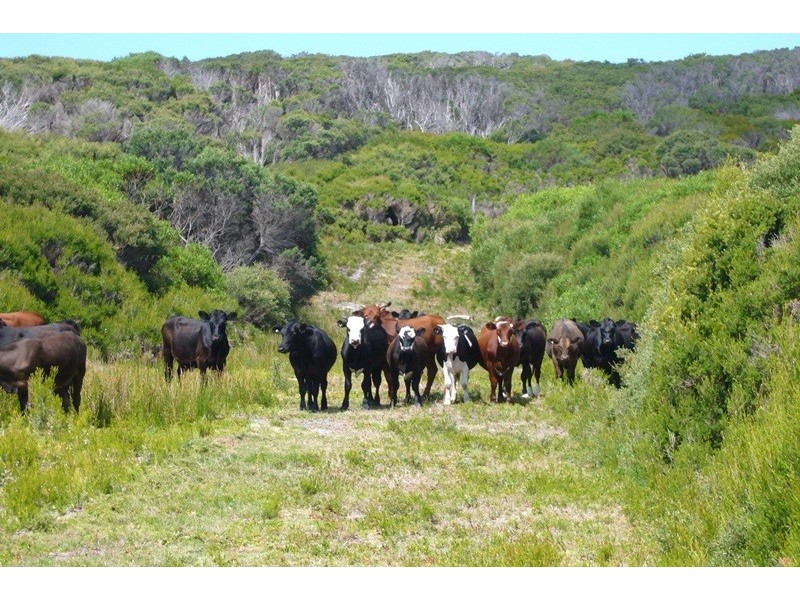 . Passage Island, Flinders Island TAS 7255
