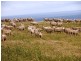 . Prime Seal Island (Bass Strait), Flinders Island TAS 7255