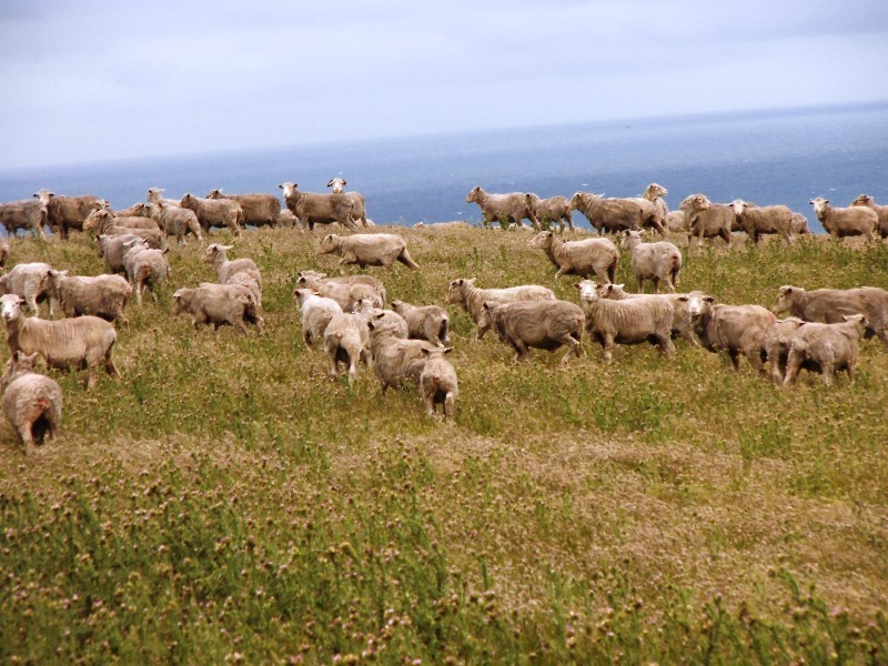 . Prime Seal Island (Bass Strait), Flinders Island TAS 7255