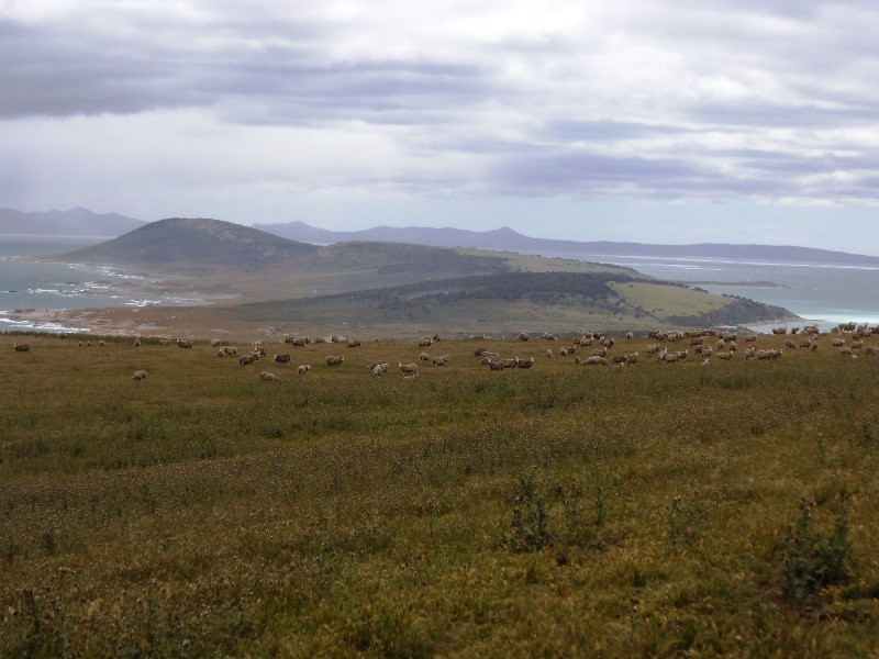 . Prime Seal Island (Bass Strait), Flinders Island TAS 7255