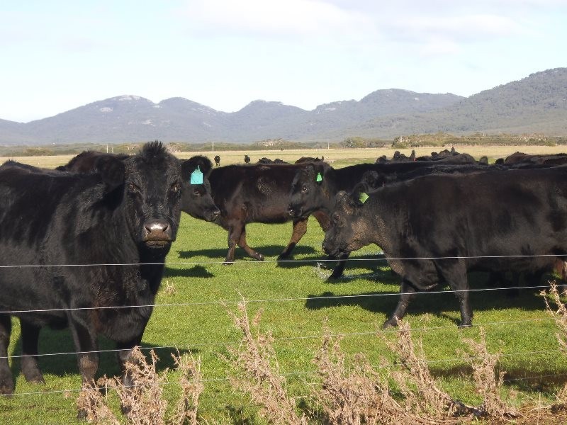 1398 Lady Barron Road, Ranga, Flinders Island TAS 7255