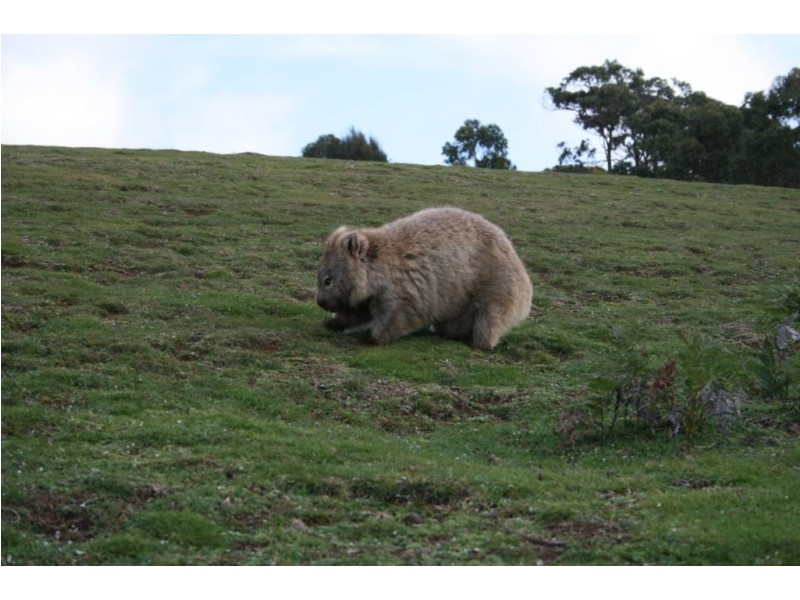 Lot 1 Palana Road, Palana, Flinders Island TAS 7255