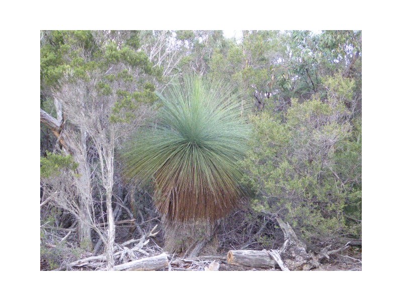 PID 7664096 Boat Harbour Road, Killiecrankie TAS 7255