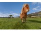 614 Boyer Road, Dromedary TAS 7030