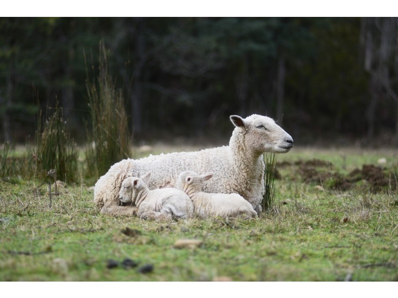 859 Lachlan Road, Lachlan TAS 7140