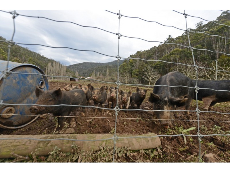 859 Lachlan Road, Lachlan TAS 7140