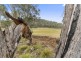 Lot 1 Link Road, Colebrook TAS 7027