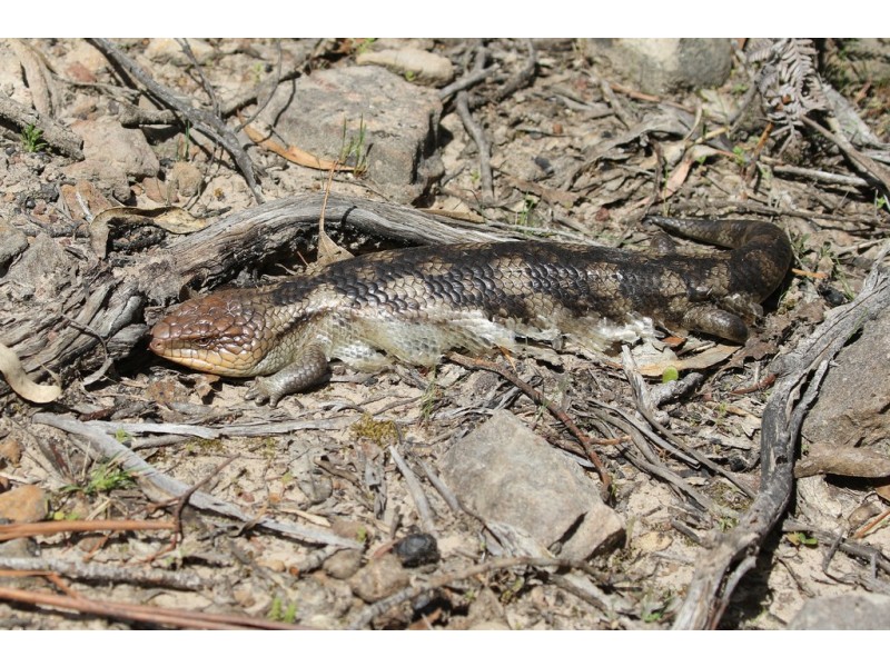 Lot 1 Link Road, Colebrook TAS 7027