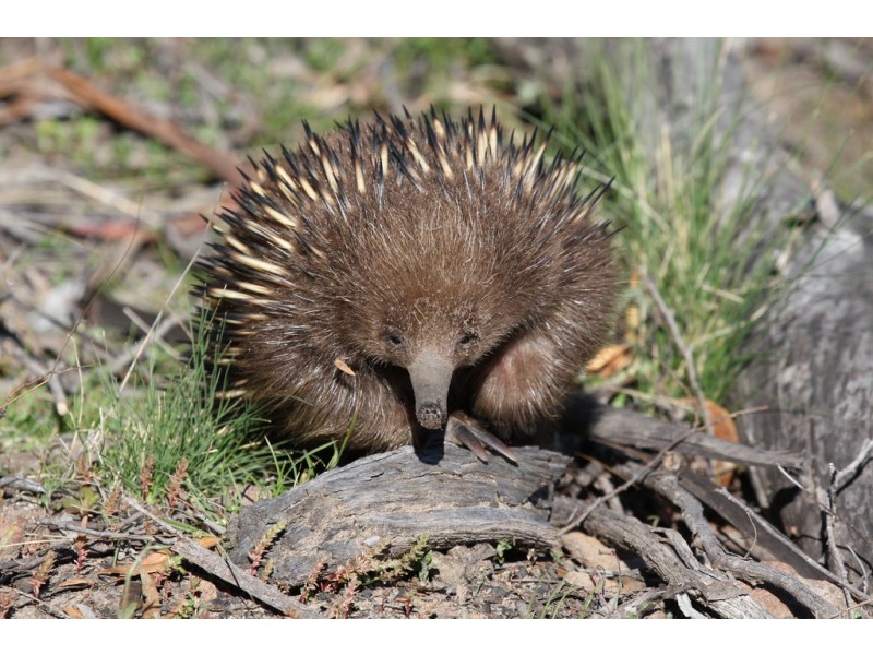 Lot 1 Link Road, Colebrook TAS 7027