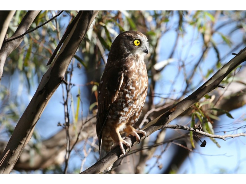 Lot 1 Link Road, Colebrook TAS 7027