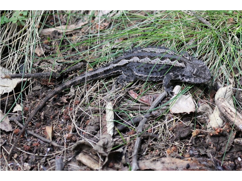 Lot 1 Link Road, Colebrook TAS 7027