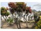 17 Renfrew Circle, Goodwood TAS 7010