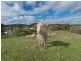6 Green Valley Road, Bagdad TAS 7030