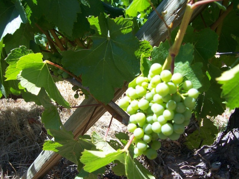 103 Centauri Drive, Mount Rumney TAS 7170