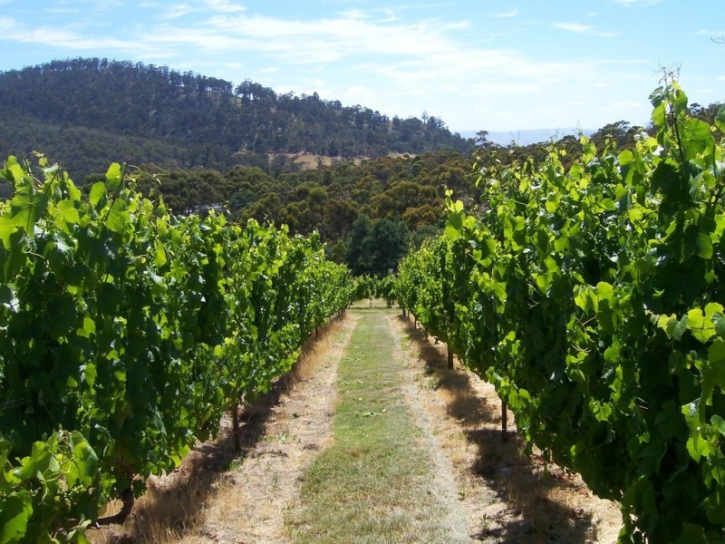 103 Centauri Drive, Mount Rumney TAS 7170