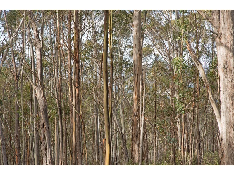 Lot 5 Cousens Road, Glenlusk TAS 7012