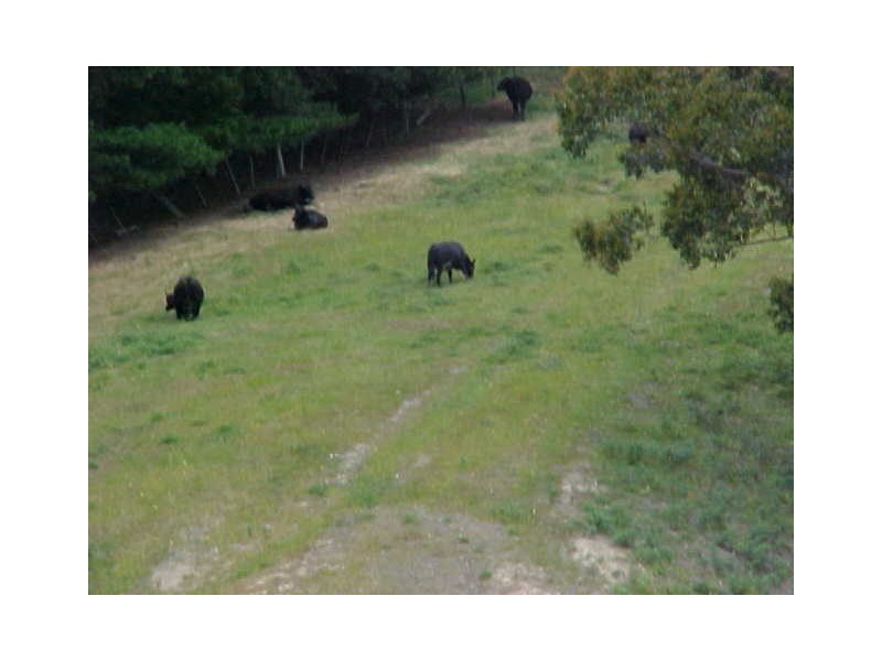 - Main Road, Glendevie TAS 7109