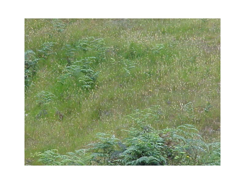 - Main Road, Glendevie TAS 7109