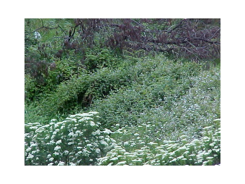 - Main Road, Glendevie TAS 7109