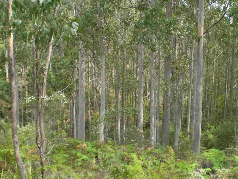 Glen Huon TAS 7109