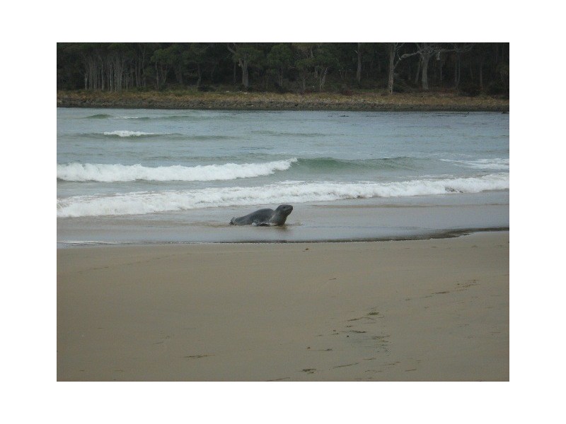 931 Lighthouse Road, Bruny Island TAS 7150