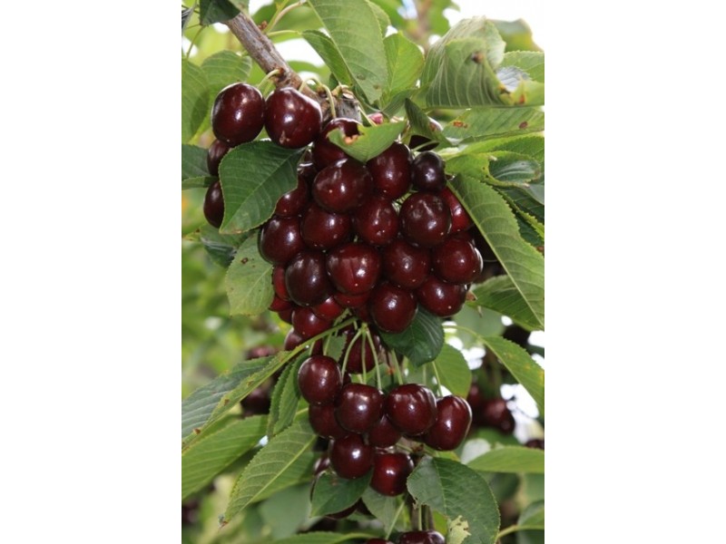 3644 Channel Highway, Birchs Bay TAS 7162