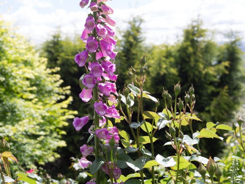 26 Allison Avenue, Riverside TAS 7250