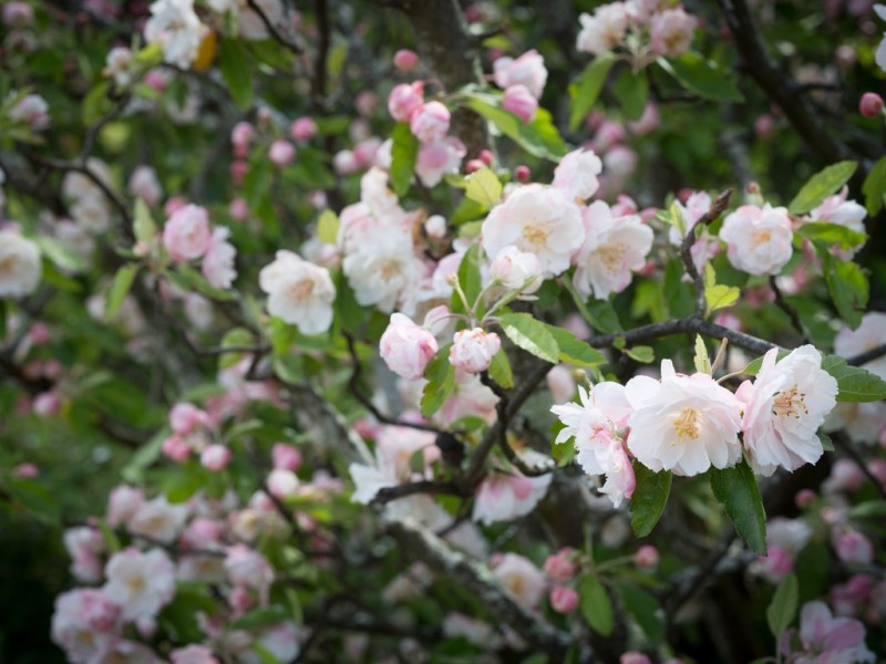 26 Allison Avenue, Riverside TAS 7250