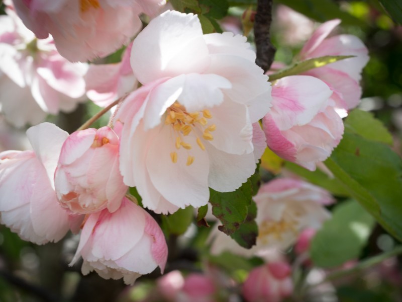 26 Allison Avenue, Riverside TAS 7250