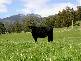 . . Liena Road, Mole Creek TAS 7304