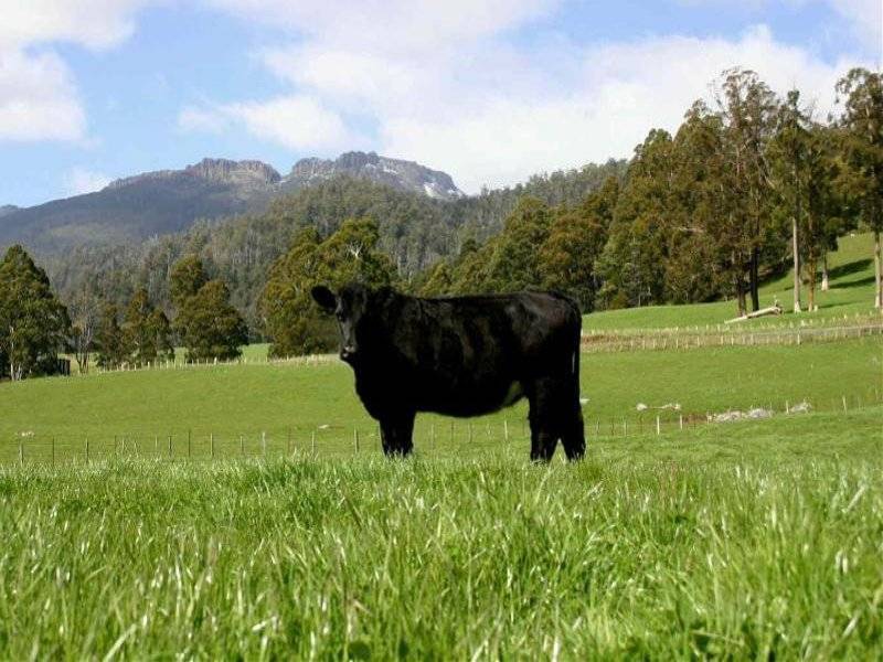 . . Liena Road, Mole Creek TAS 7304