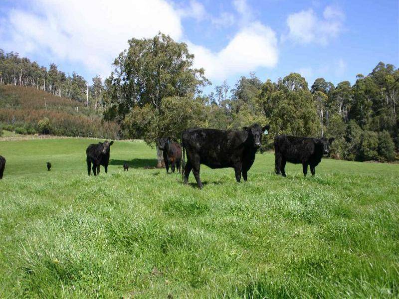 . . Liena Road, Mole Creek TAS 7304