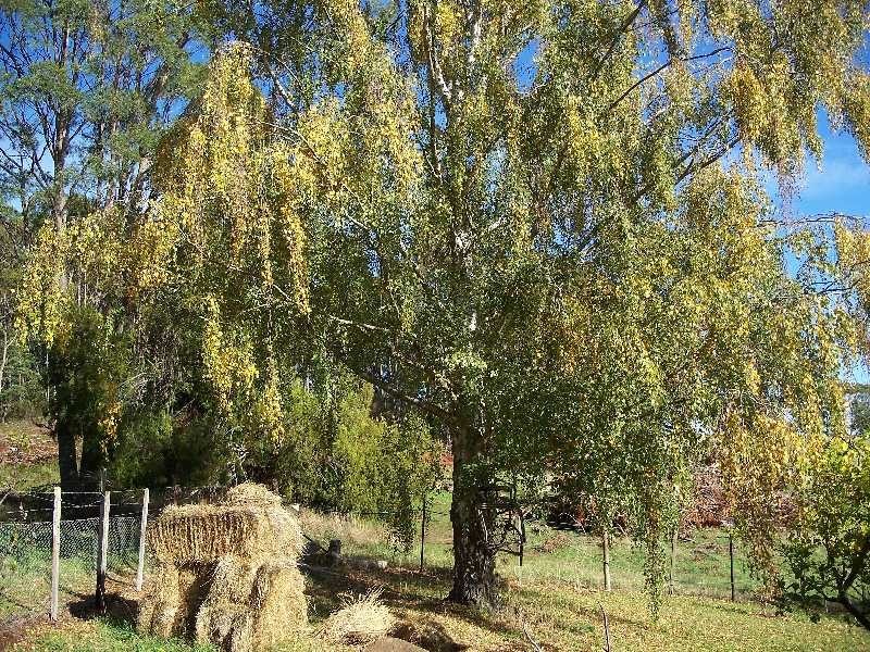 5824 Bass Highway, Elizabeth Town TAS 7304