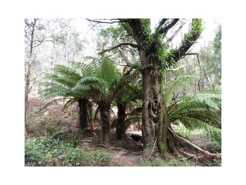 . Cnr and Capples Road, Cuckoo TAS 7260