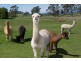 445 Mersey Hill Road, Mole Creek TAS 7304
