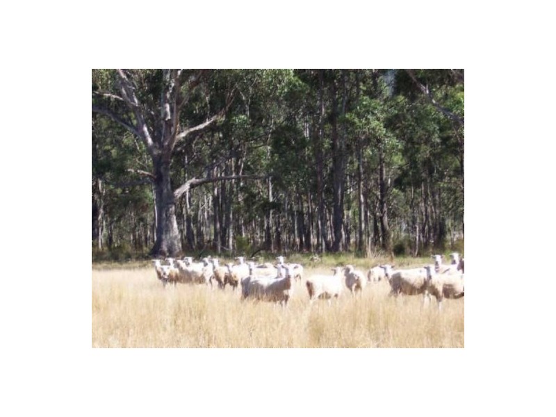 105 Mt Arthur Road, Patersonia TAS 7259