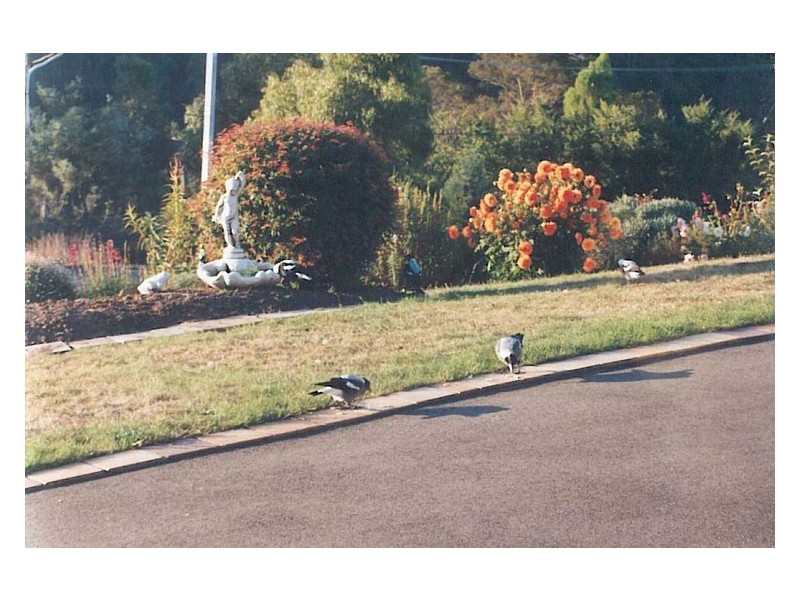 121 Blackstone Road, Blackstone Heights TAS 7250