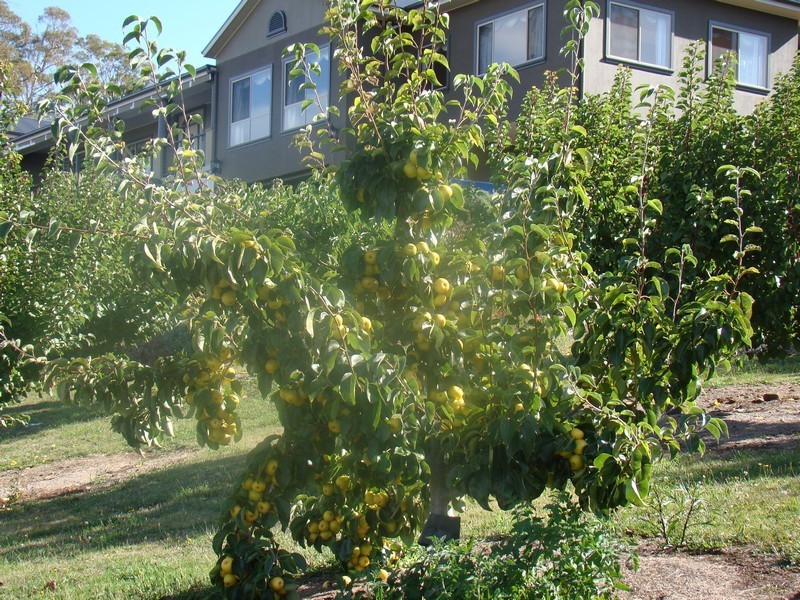 12  Pleasant Hills Drive, Grindelwald TAS 7277